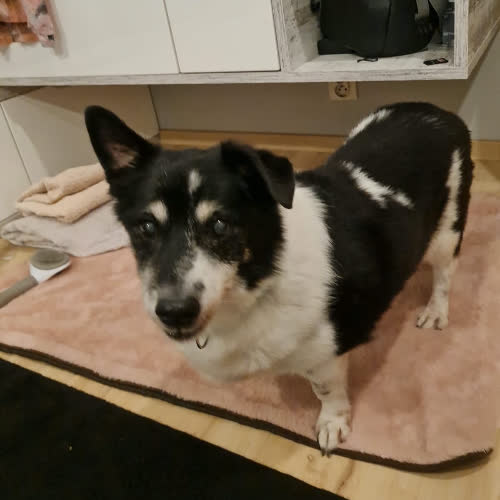 Psy ze schroniska do adopcji Dżaba