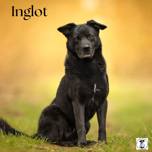 Gentelman INGLOT