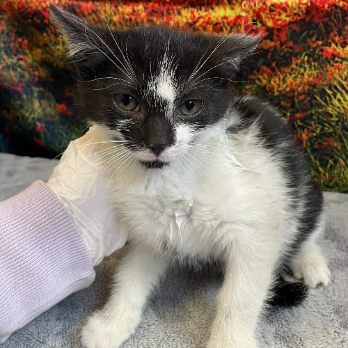 Koty ze schroniska do adopcji Linek