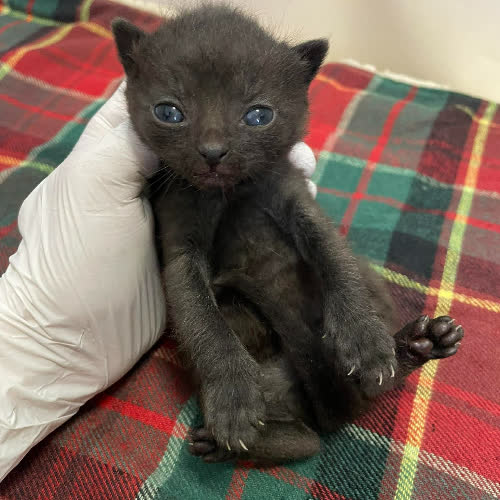 Koty ze schroniska do adopcji Marta