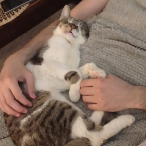 ...