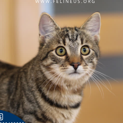 Koty ze schroniska do adopcji Wrzosik