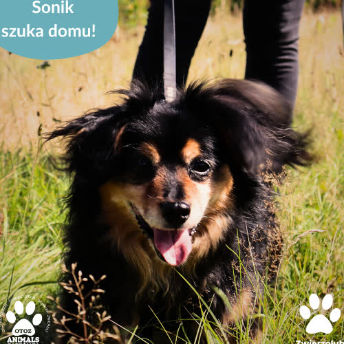 Psy ze schroniska do adopcji Sonik