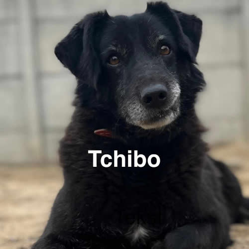 Psy ze schroniska do adopcji Tchibo