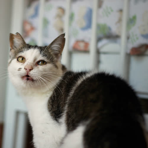 Koty ze schroniska do adopcji Delma