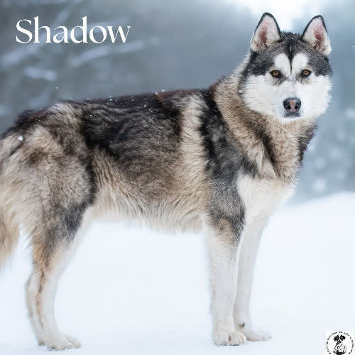 Psy ze schroniska do adopcji Północniak SHADOW