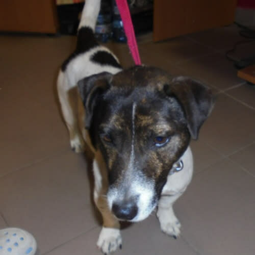 Psy ze schroniska do adopcji Kacper 