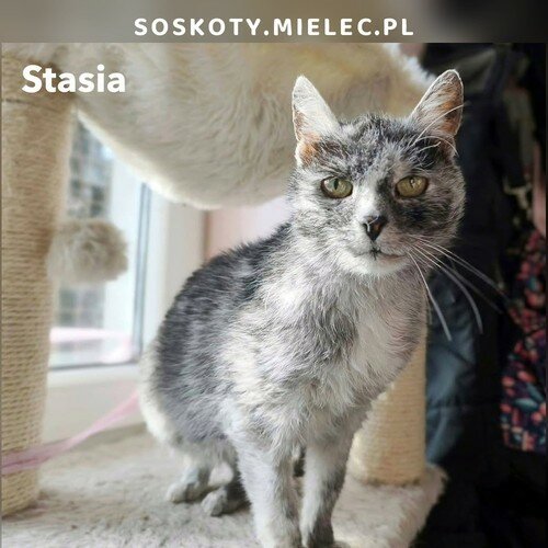 Stasia