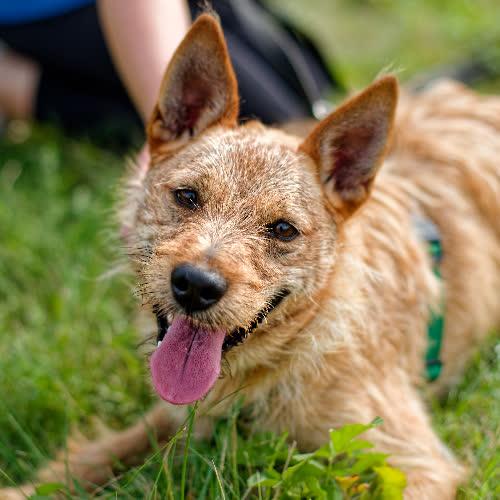 Psy ze schroniska do adopcji Apollo