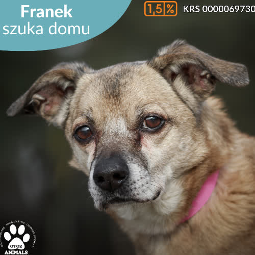 Psy ze schroniska do adopcji Franek