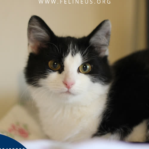 Koty ze schroniska do adopcji Lenka