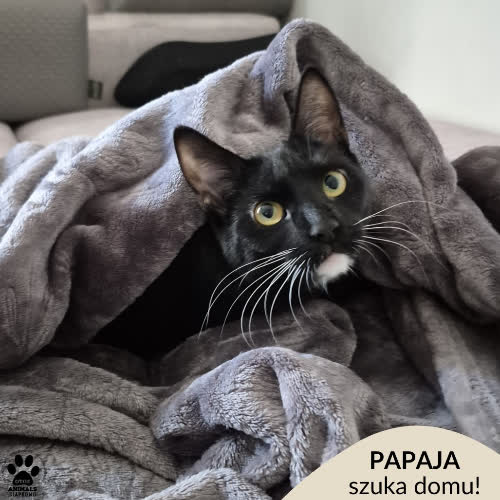 Koty ze schroniska do adopcji Papaja