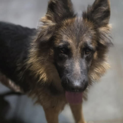 Psy ze schroniska do adopcji Veni owczarek