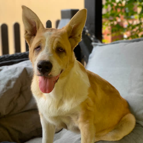 Bolo