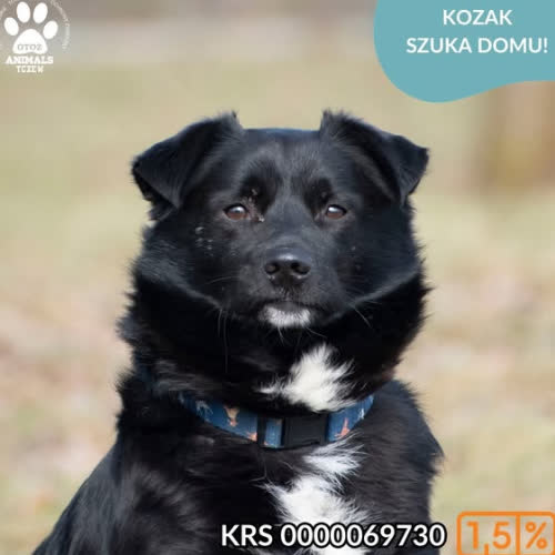 Psy ze schroniska do adopcji KOZAK