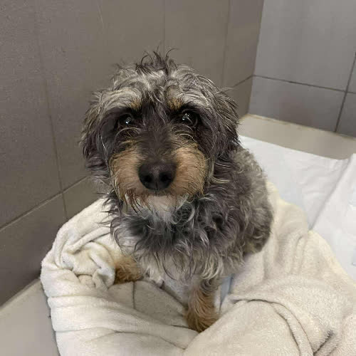 Psy ze schroniska do adopcji Nuki