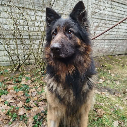 Psy ze schroniska do adopcji Demo