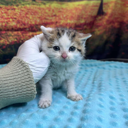 Koty ze schroniska do adopcji Fenomen