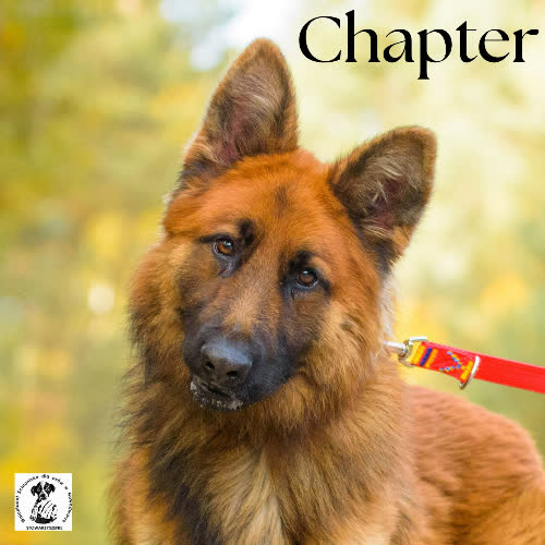 Psy ze schroniska do adopcji Chapter