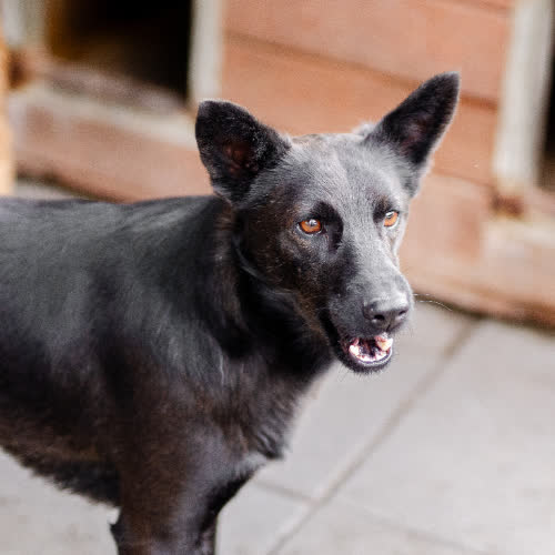 Psy ze schroniska do adopcji Bączek 