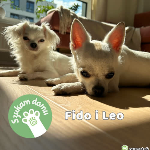 Fido i Leo