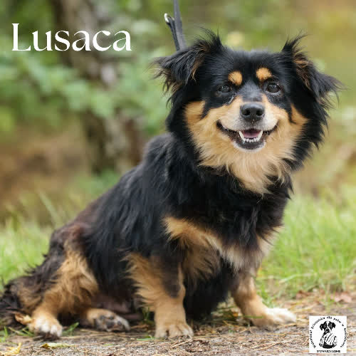 Lusaca