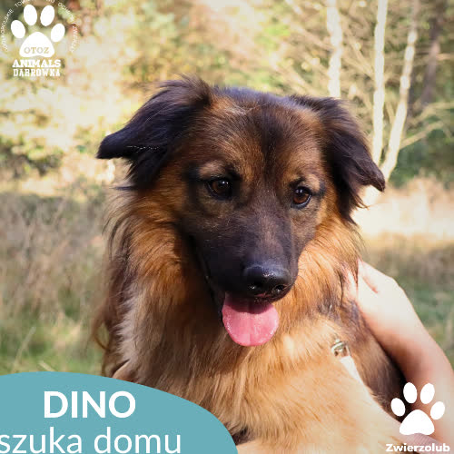 Psy ze schroniska do adopcji Dino