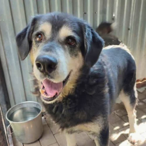 Psy ze schroniska do adopcji Borys (Uszaty)