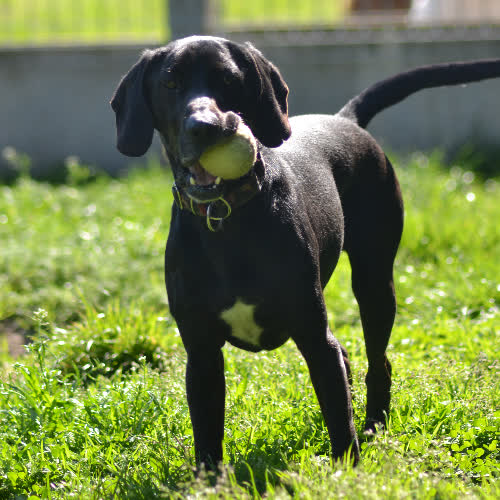 Psy ze schroniska do adopcji Rufi