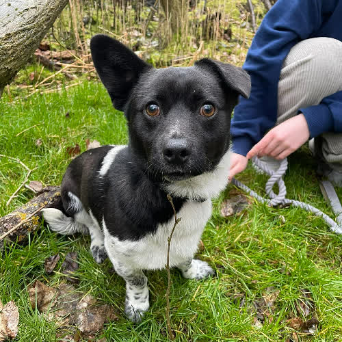 Psy ze schroniska do adopcji Stitch