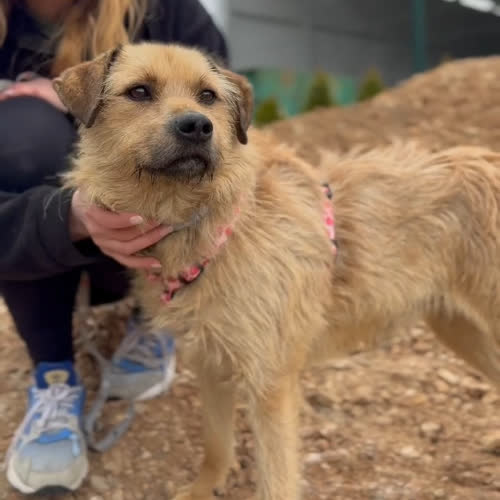 Psy ze schroniska do adopcji Pasztecik