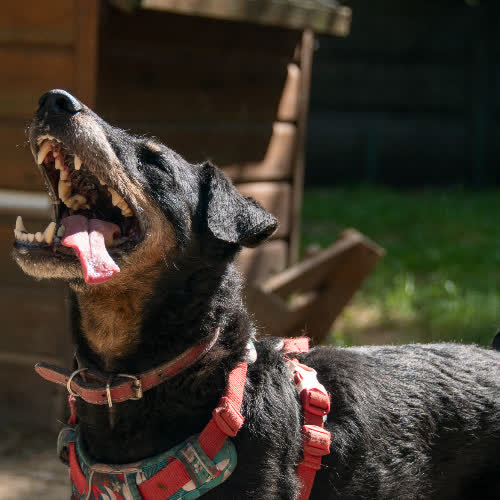 Psy ze schroniska do adopcji Ramzes II