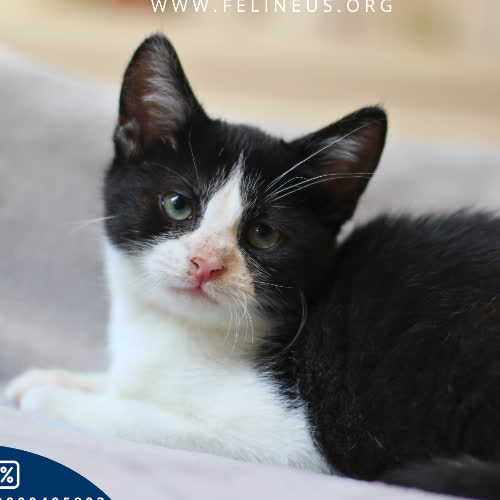 Koty ze schroniska do adopcji Charlie