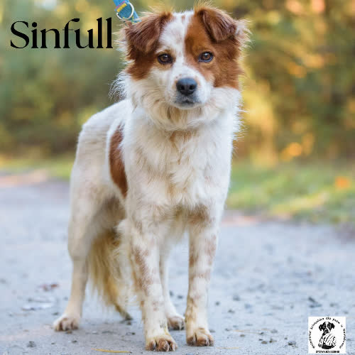 Psy ze schroniska do adopcji Sinfull