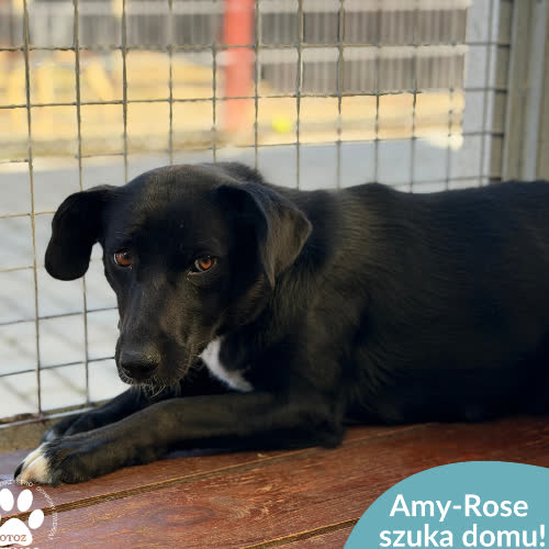 Psy ze schroniska do adopcji Amy-Rose
