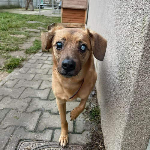 Psy ze schroniska do adopcji Jack