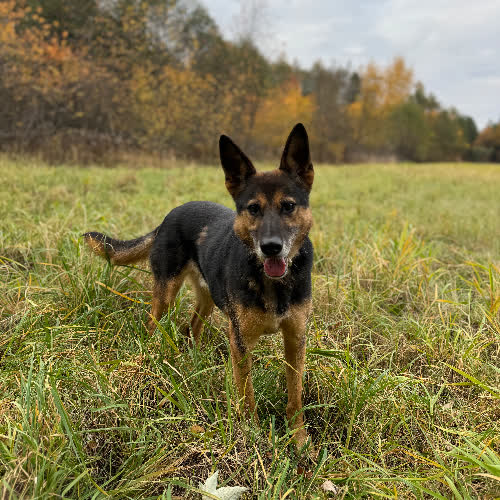 Psy ze schroniska do adopcji Hektor 