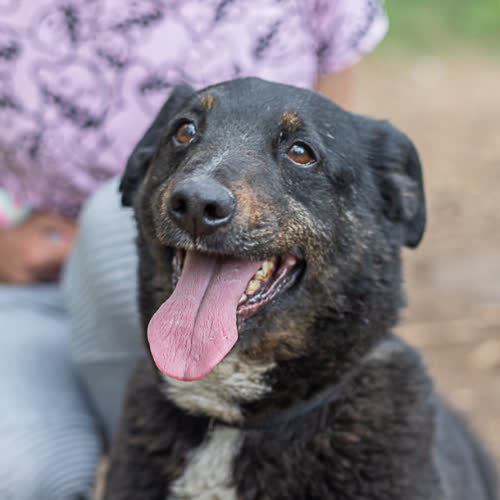 Psy ze schroniska do adopcji Niko