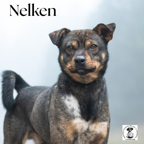 Nelken
