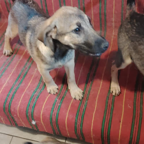 Psy ze schroniska do adopcji Leos