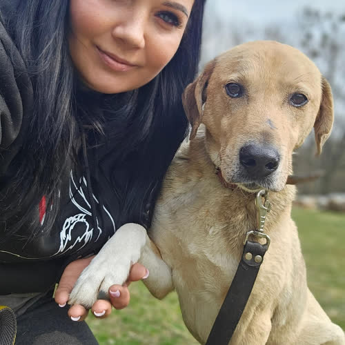 Psy ze schroniska do adopcji Sunrise mix Labrador 
