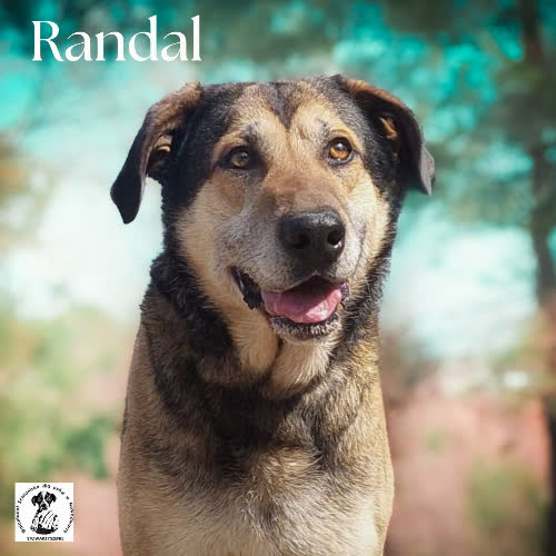 Psy ze schroniska do adopcji Randal