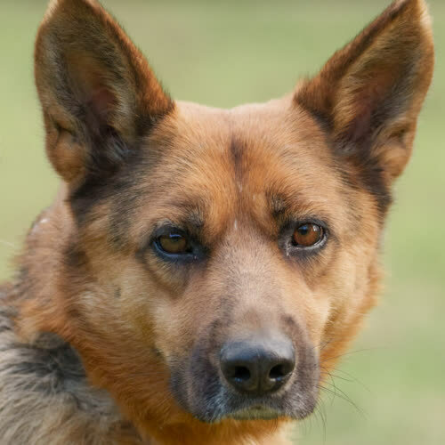 Wrzutka mix owczarek 