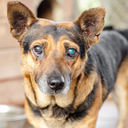 Psy ze schroniska do adopcji Edi