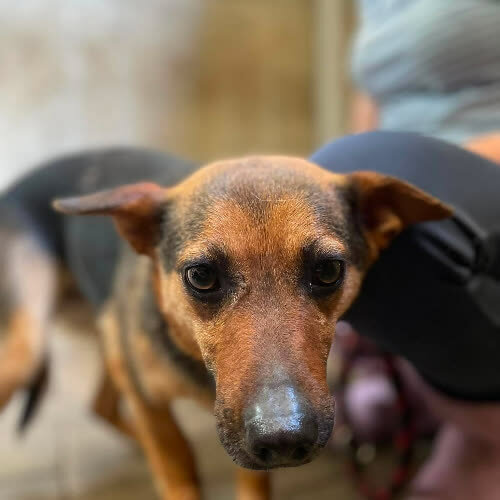 Psy ze schroniska do adopcji 