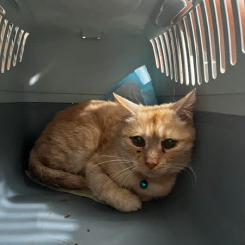 Koty ze schroniska do adopcji Nigel