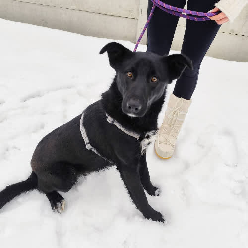 Psy ze schroniska do adopcji Fabianek