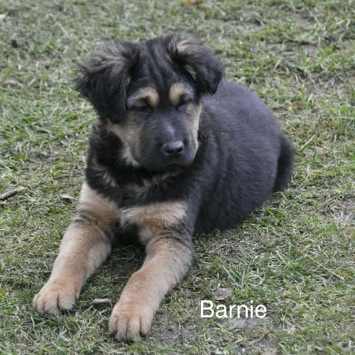 Barnie