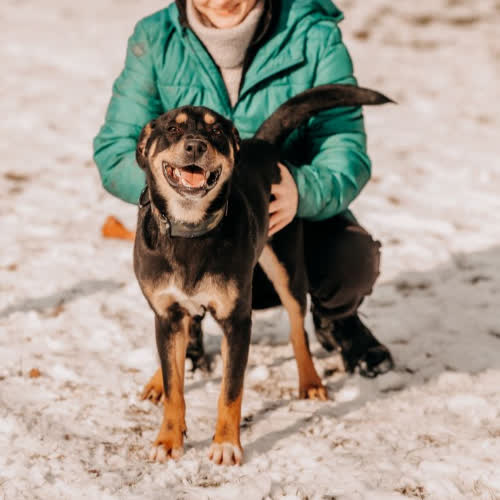 Psy ze schroniska do adopcji Batuś