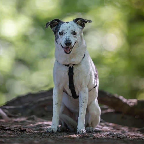 Psy ze schroniska do adopcji Pixi